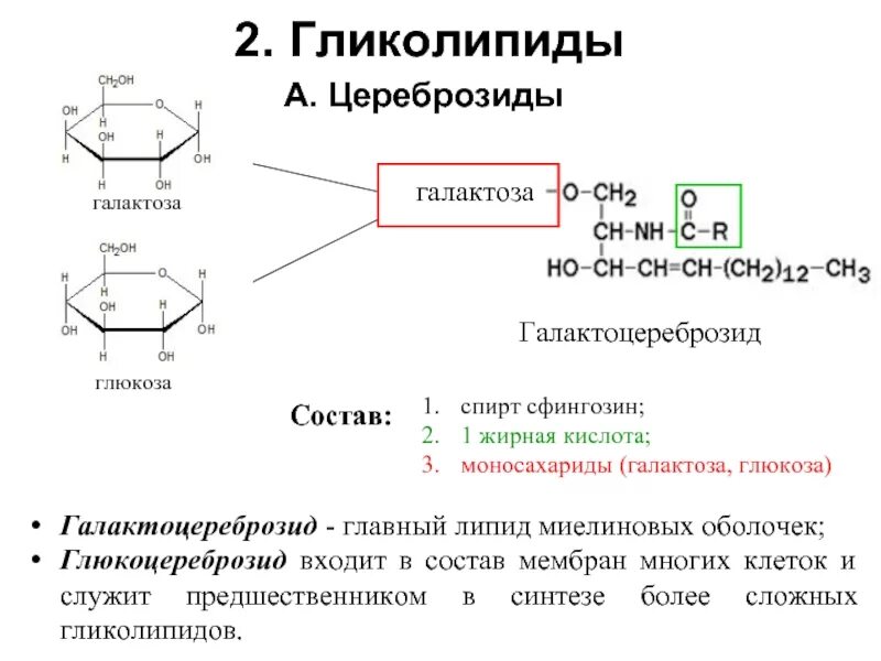 Химическое строение гликолипидов. Галактоза липид. Бета галактоза. D галактоза. Строение галактозы формула.