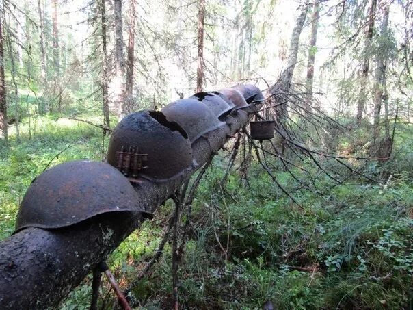 Эхо военные. Эхо войны картинки. Военные находки в лесу. Музей Эхо войны город Бор.