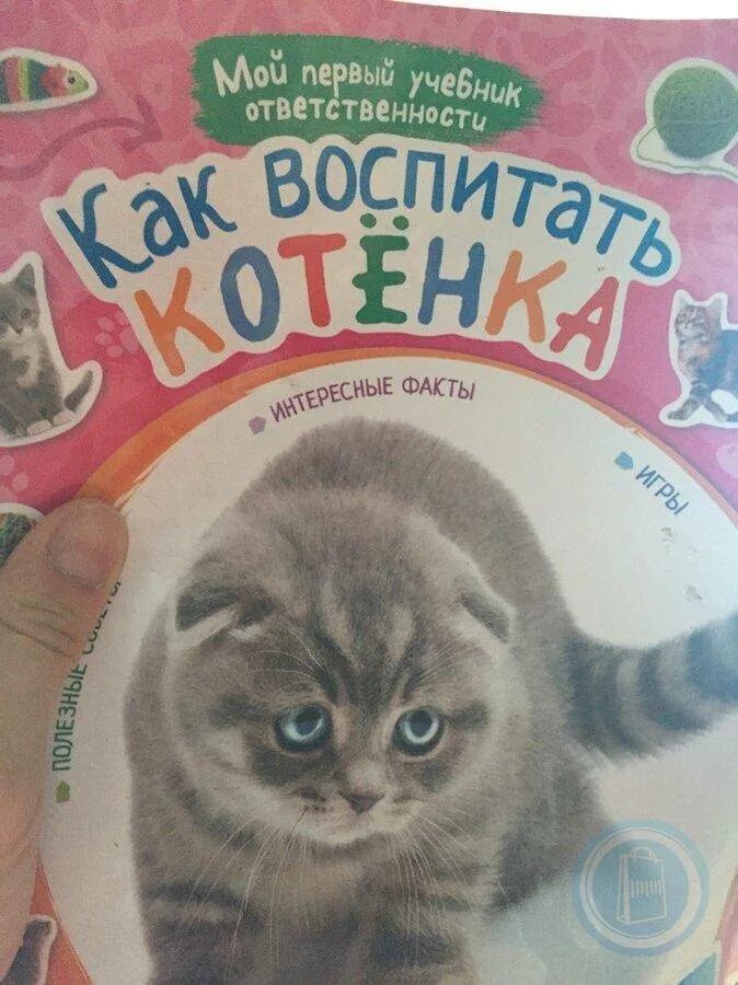 Как правильно воспитывать котенка. Воспитание котенка. Послушный котенок. Как воспитать кота. Как воспитать котенка.