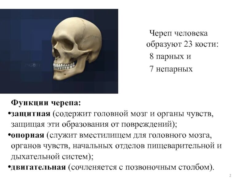 Скелет головы особенности. Функции костей черепа. Перечислите функции черепа:. Строение и функции костей черепа. Функции черепа анатомия.