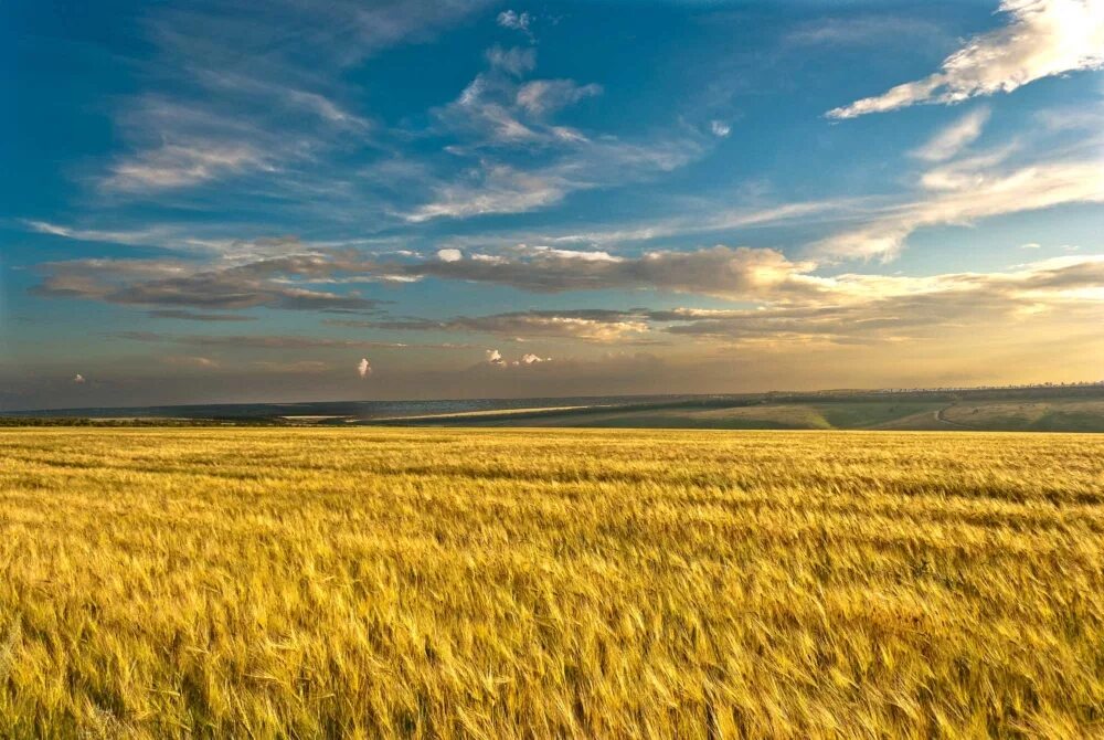 Поле це. Родина. Родная степь. Земля Россия. Бескрайние просторы России.