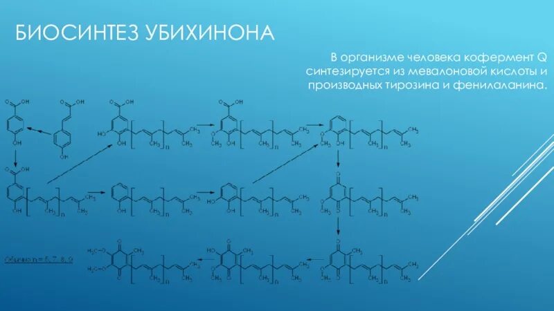 Биосинтез в организме человека