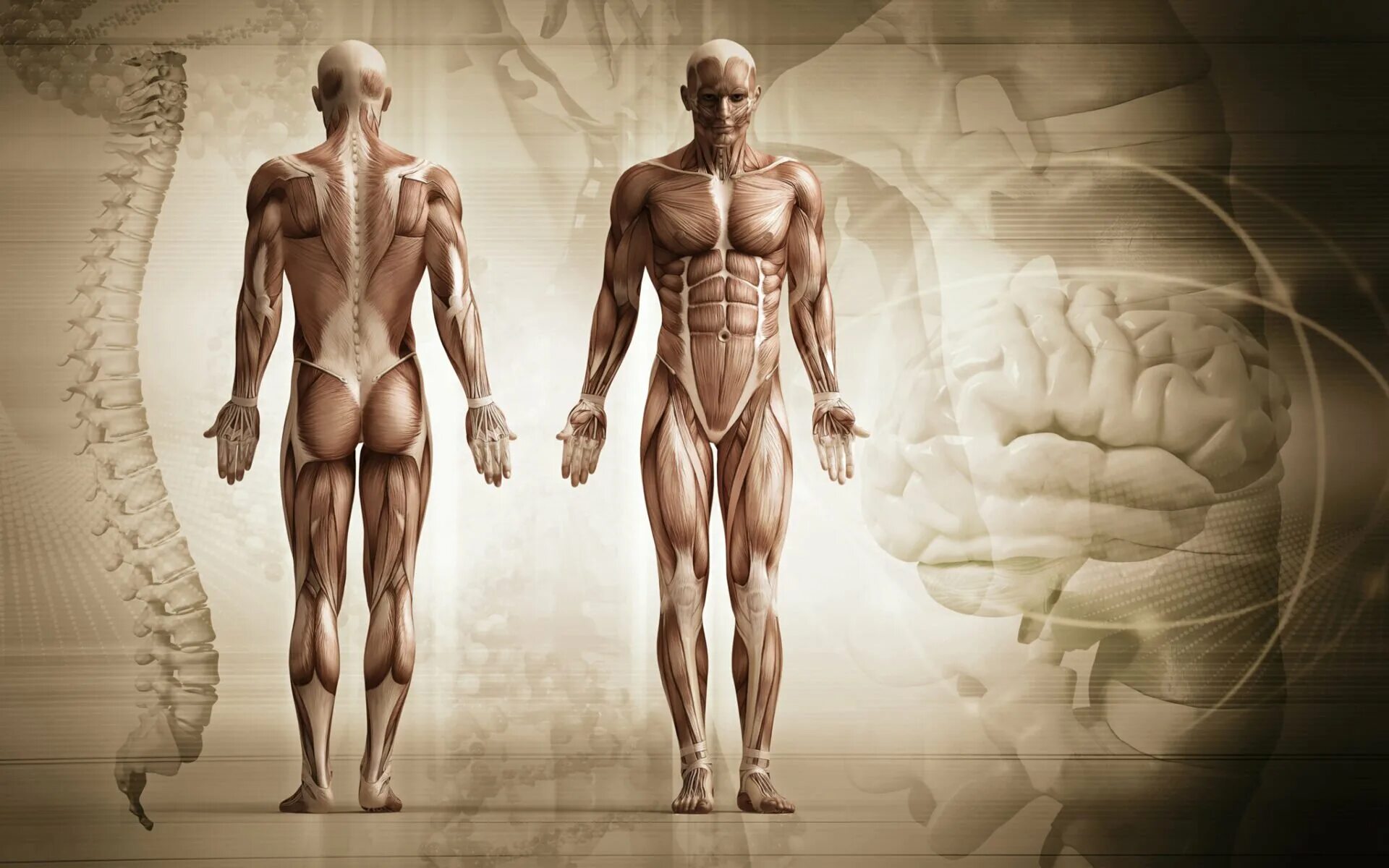 Анатомия человека. Мышцы человека. Анатомия тела.