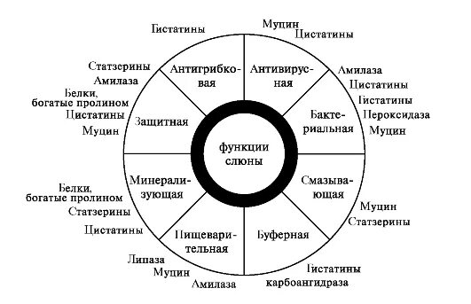 Каковы функции слюны. Функции белков слюны. функции и представители белков слюны. реминерализуюпя функция слюны. функции смешанной слюны.