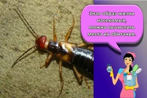 Двухвостка как избавиться