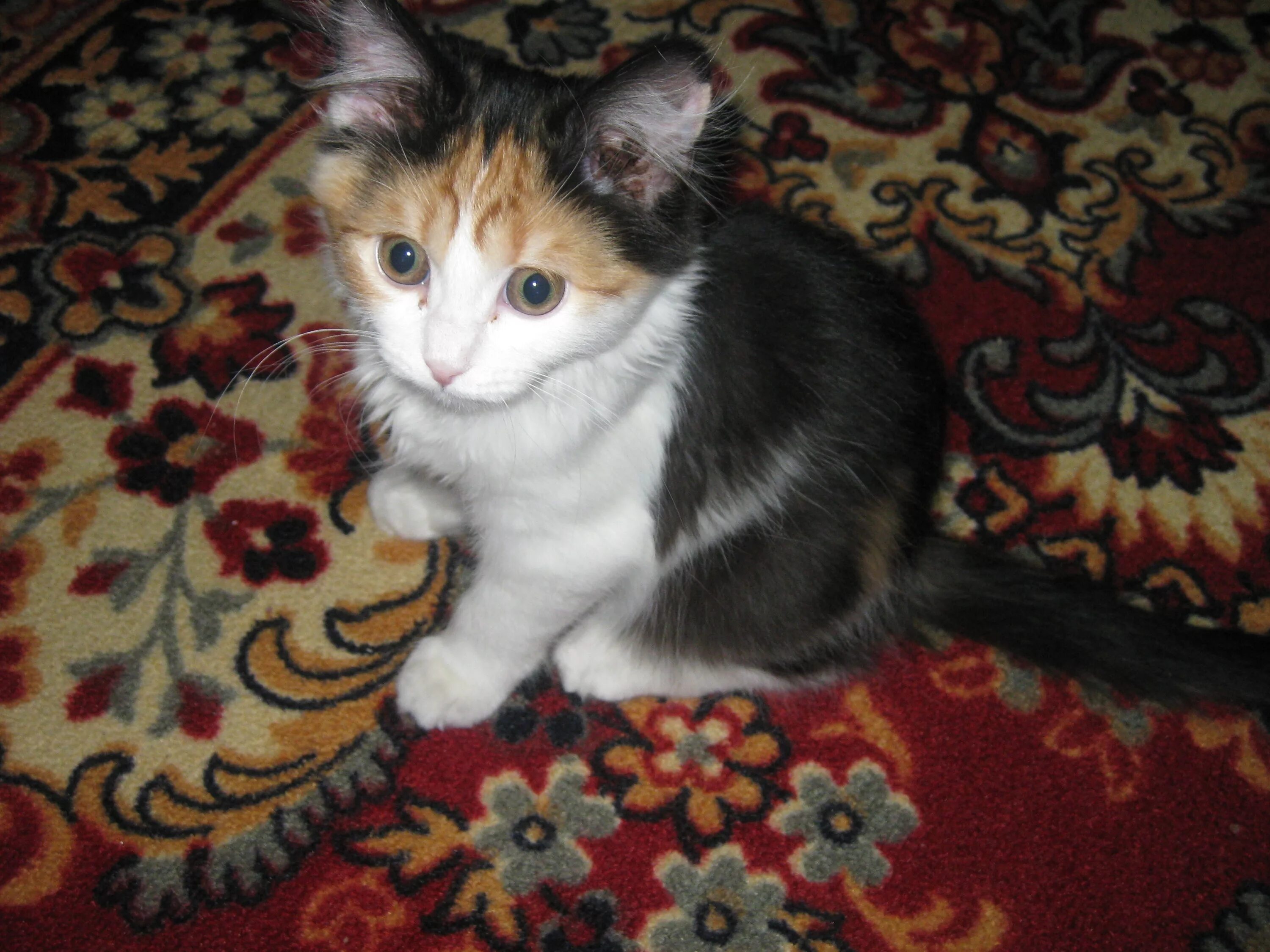 Котенок девочка в добрые руки. Котенок девочка в добрые руки. Котенок даром в златоусте. Отдам котенка в добрые руки коллаж. Котенка девочку котенка старого оскола в добрые руки.