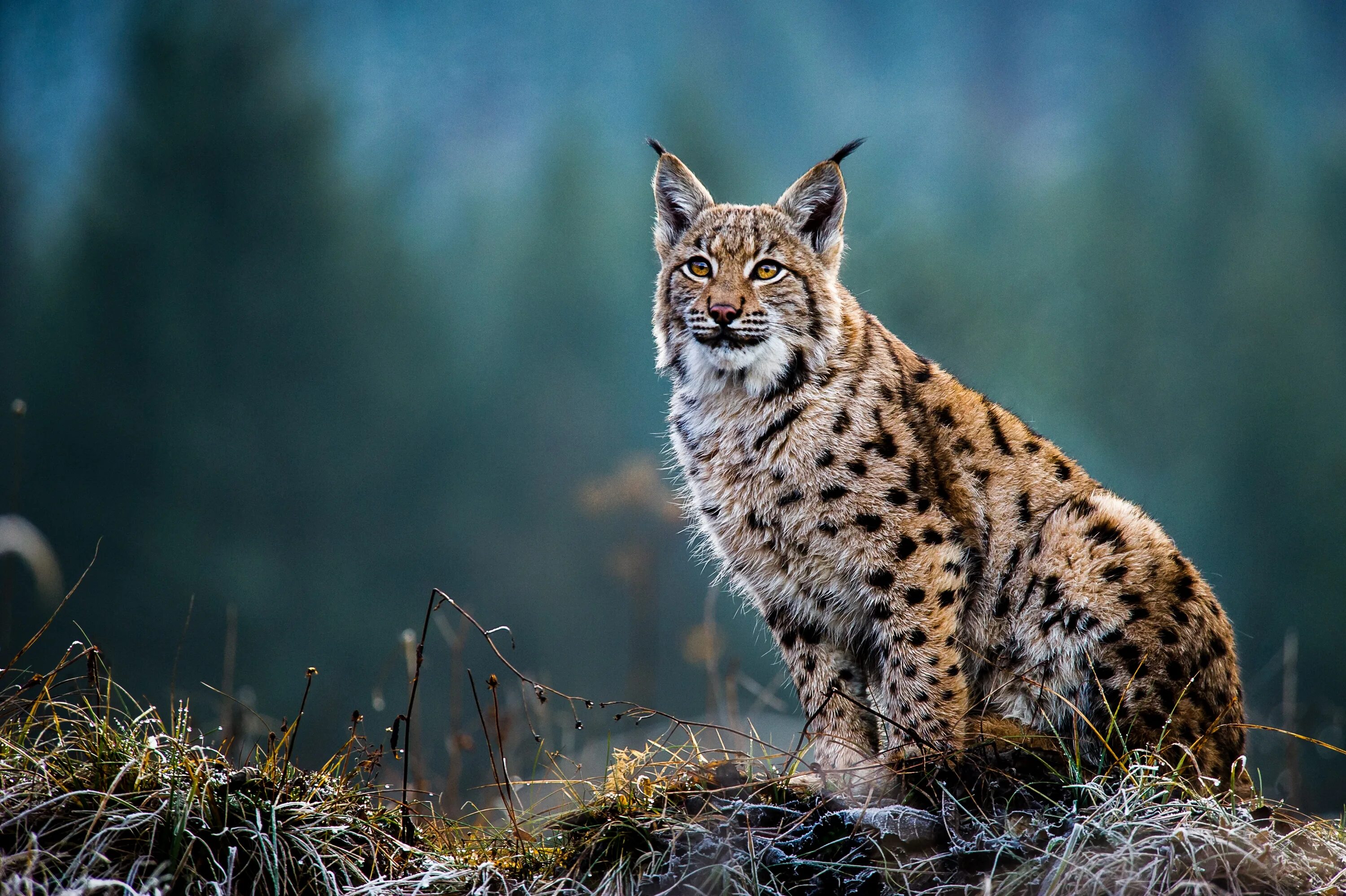 Lynx Рысь. Евроазиатская Рысь. Рысь - Lynx Lynx (Linnaeus, 1758). Евроазиатская (обыкновенная) Рысь. Рысь с подскакиванием 6