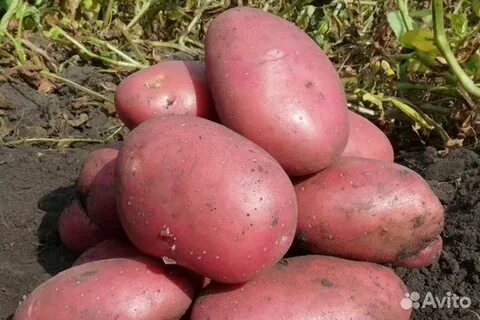 Картофель фламинго описание сорта фото отзывы где