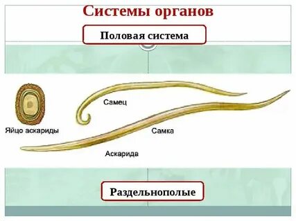 Особенности строения круглых