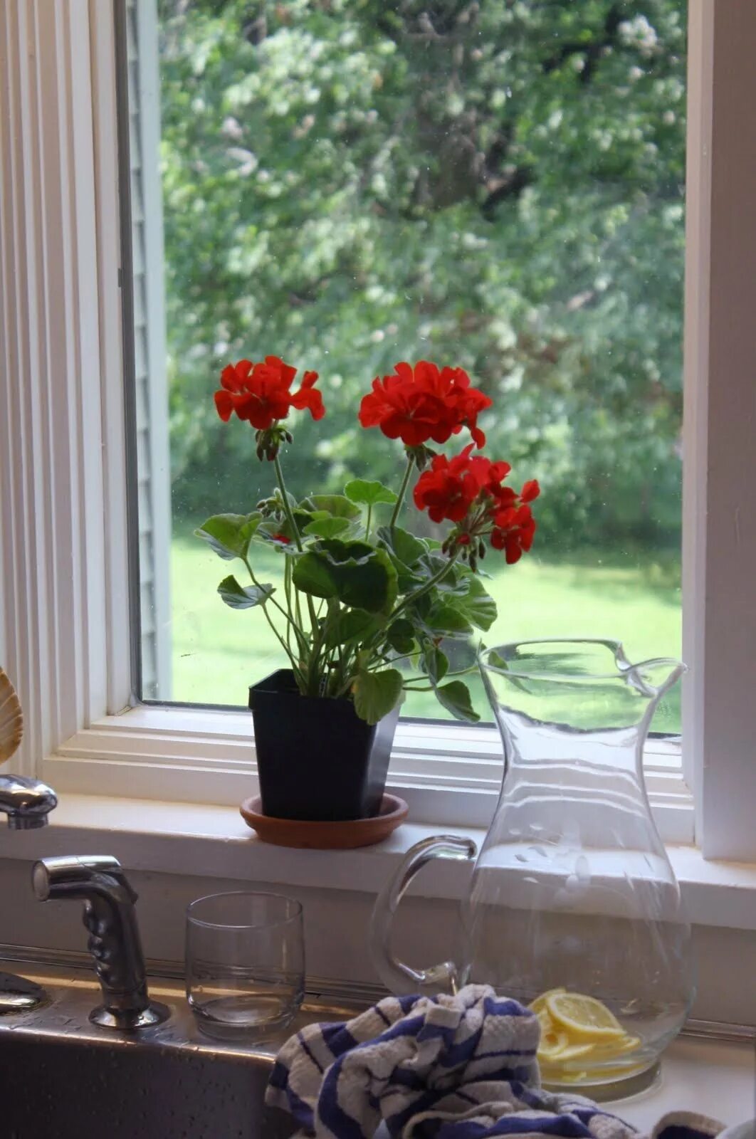 Герань на кухне. Герань 6а подоконнике. Цветы на окне. Комнатные растения на подоконнике. Цветок в горшке на окне.