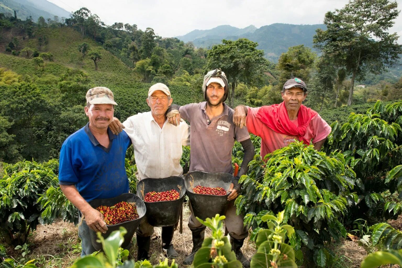 Гондурас кофейные плантации. Хозяйственная деятельность венесуэлы. Сельхозугодья венесуэлы. Сельское хозяйство австралии овощеводство. Плантации кофе в бразилии.