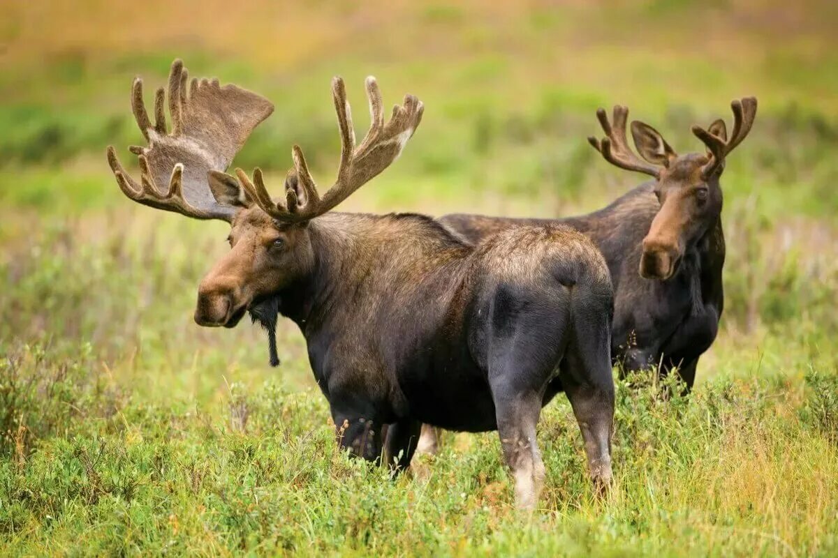 Лось сила. Сохатый Лось. Европейский Лось alces alces. Камчатский Лось. Сохатый Дальневосточный.