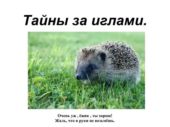 Интересно о ежах. Факты о ежах. презентация на тему ежик. еж доклад. информация про ёжика.