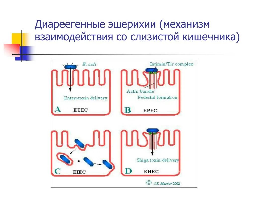 Человек кишечная палочка тип взаимодействия. Энтеротоксигенные кишечные палочки патогенез. E coli факторы патогенности. Энтероинвазивные эшерихии факторы патогенности. Эшерихии локализация.