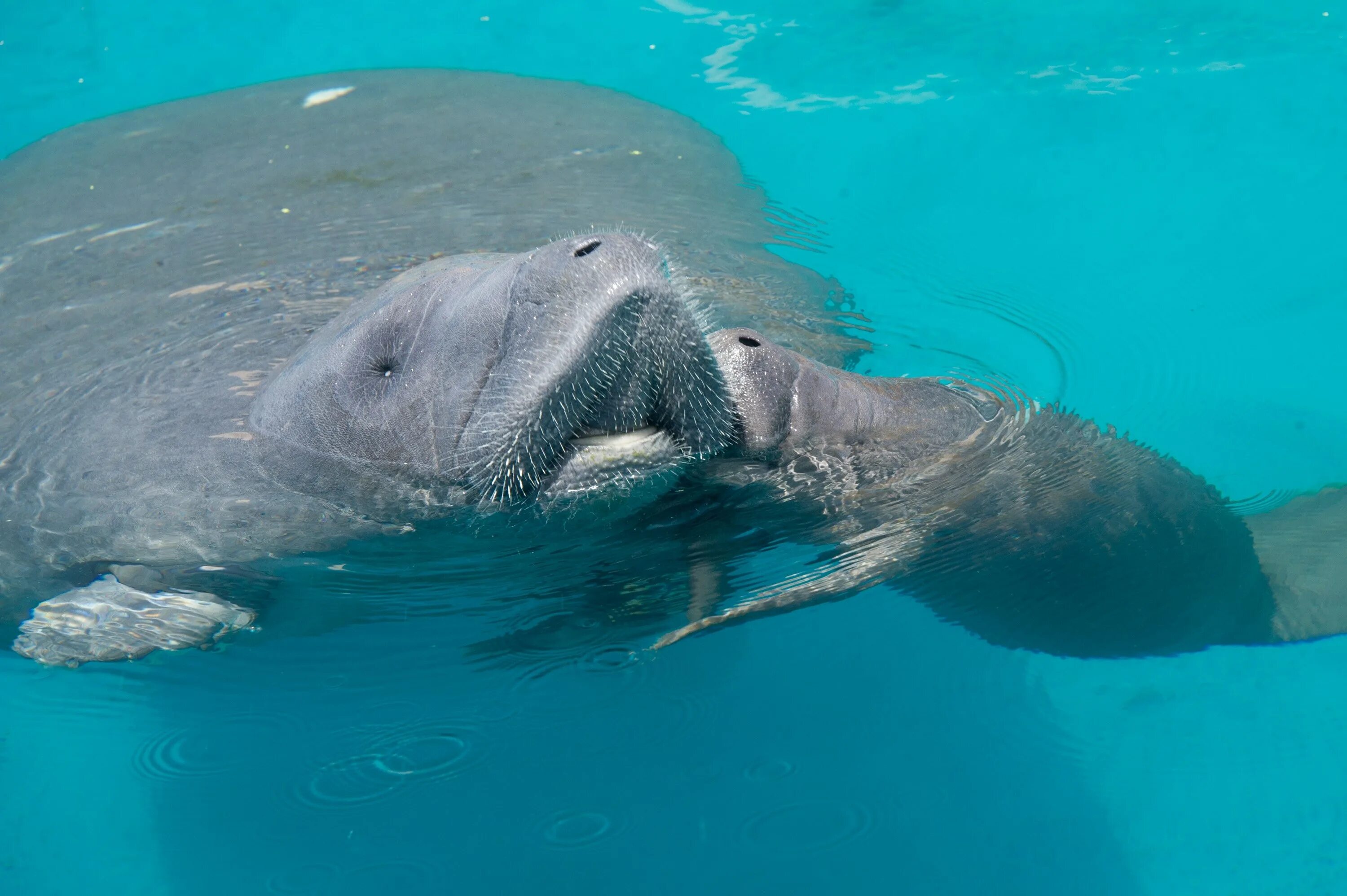 Ламантин морская корова. Флоридский Ламантин. Амазонский Ламантин (Trichechus inunguis).