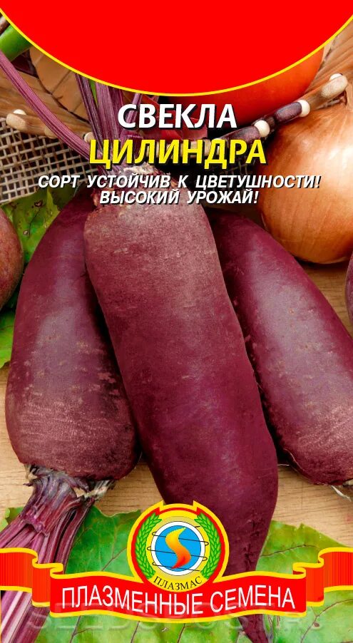 Сорт свеклы цилиндра. Свекла цилиндра. свекла цилиндрическая сорта. свекла цилиндра сорт свеклы.