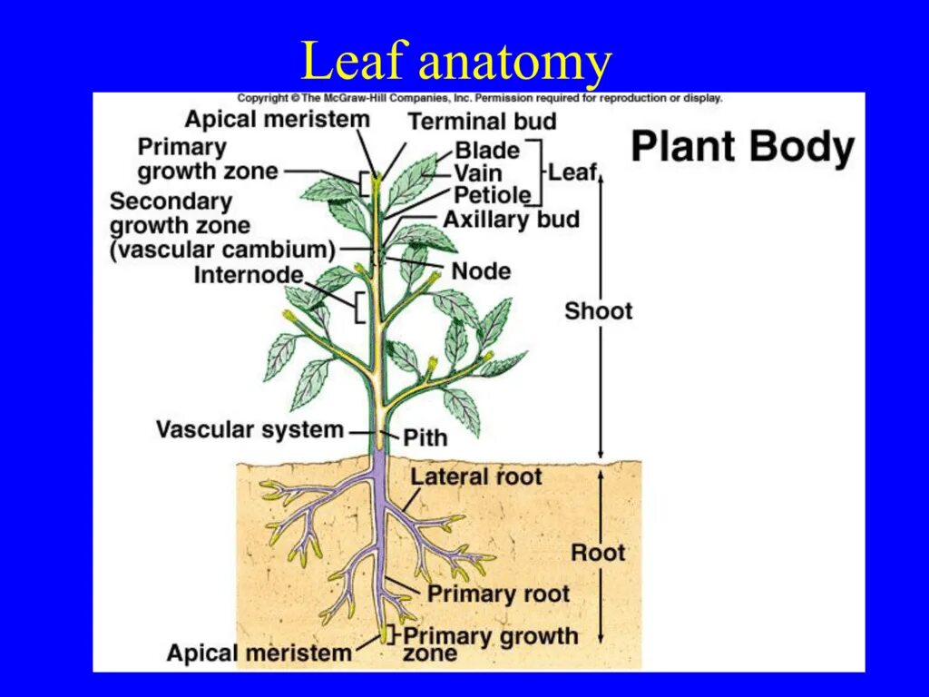 Plant Leaf Anatomy. Apical Meristem. Анатомия и физиология растений. Apical Bud.