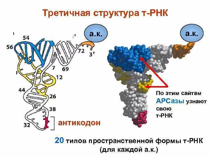 Строение третичной структуры РНК. Структуры РНК первичная вторичная и третичная. Первичная и вторичная структура РНК. Вторичная структура РНК.
