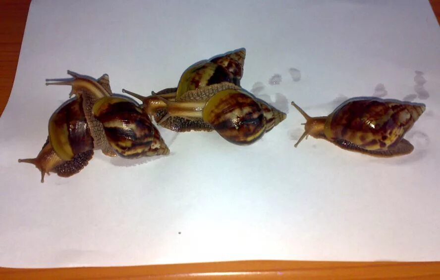 Фулика североморск. Фулика 9 североморск. Североморск фулика 7. Улица комсомольская североморск. Город североморск улица фулика дом 6.