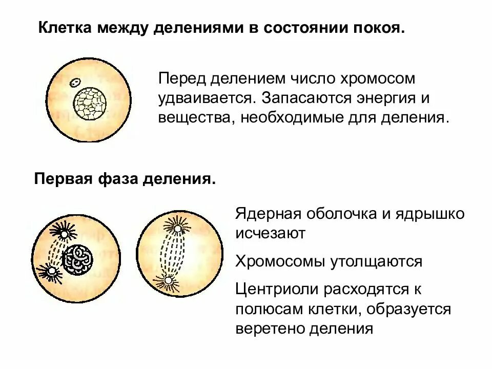 Клетка между делениями. Размножение клетки 5 класс биология. Этапы деления клетки 8 класс. Клетка между делениями. Клетка между делениями.