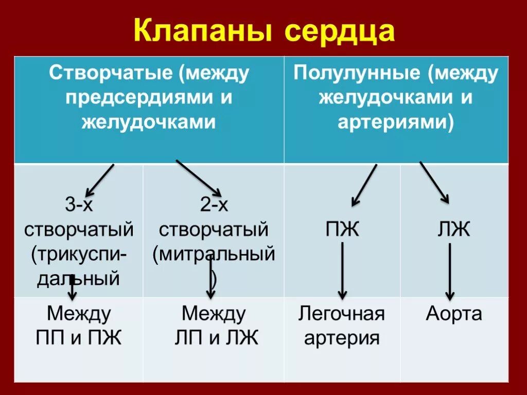 Какую функцию выполняет полулунный клапан. Створчатые и полулунные клапаны таблица. Клапаны сердца створчатые и полулунные. Клапаны сердца. Створчатые клапаны.