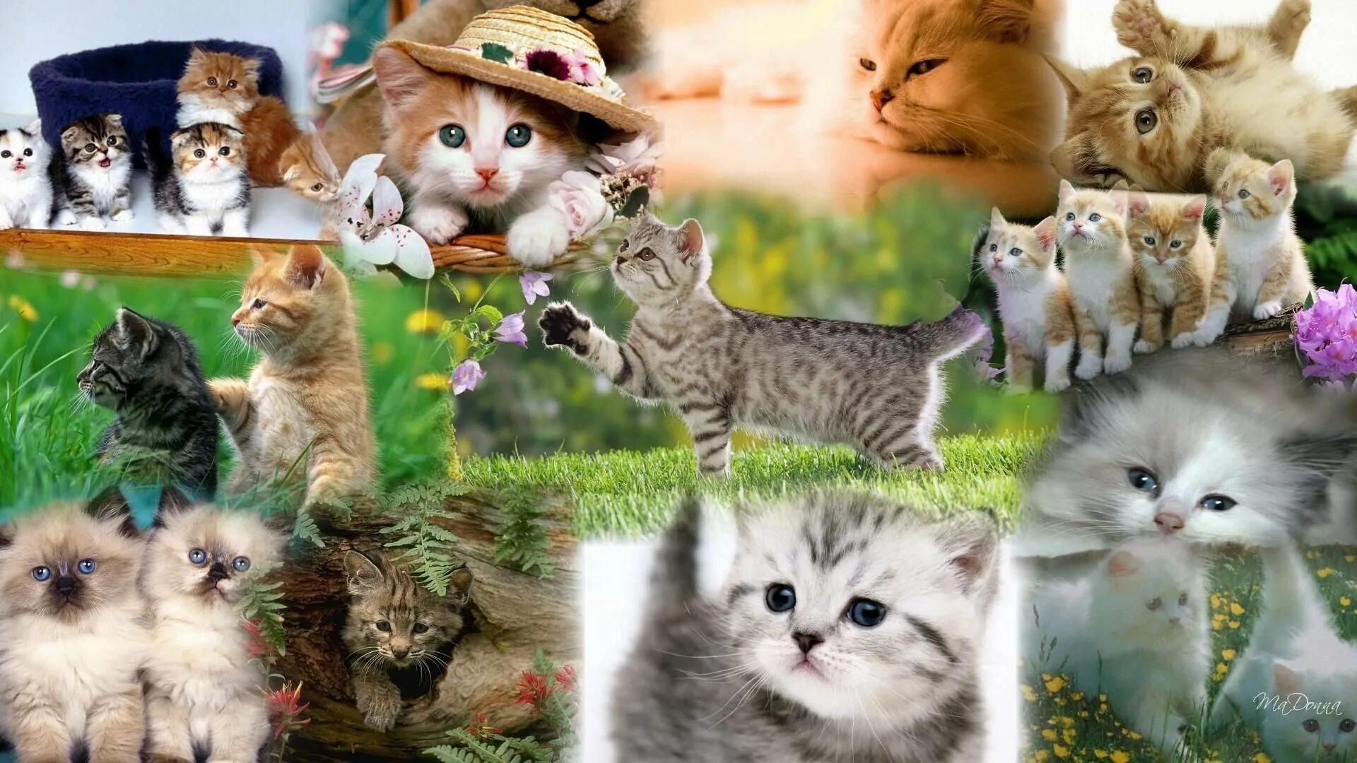 Фоны с котами видео