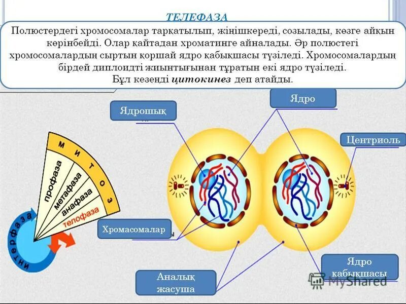 Для каких клеток нехарактерен митоз