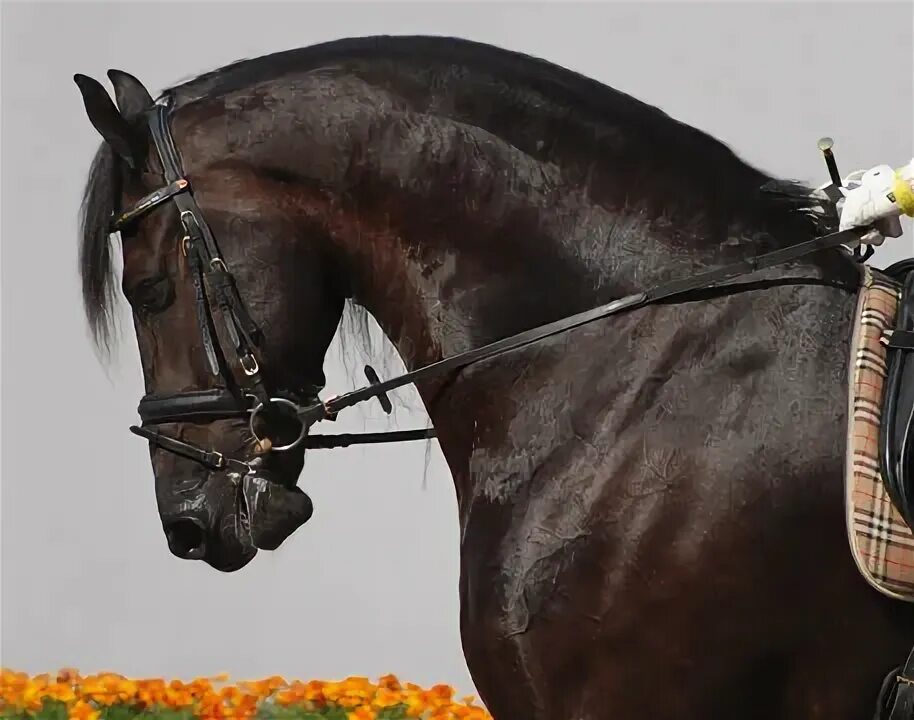 Pin on Horse Health and Well being.