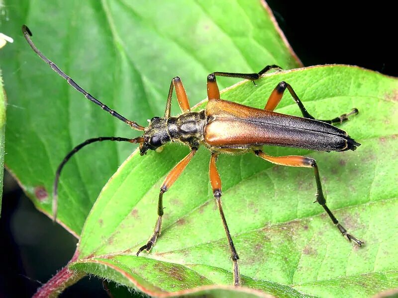 Stenocorus Meridianus. Стенокорис Европейский. Стеблевой обыкновенный усач. Насекомые Тюмени.