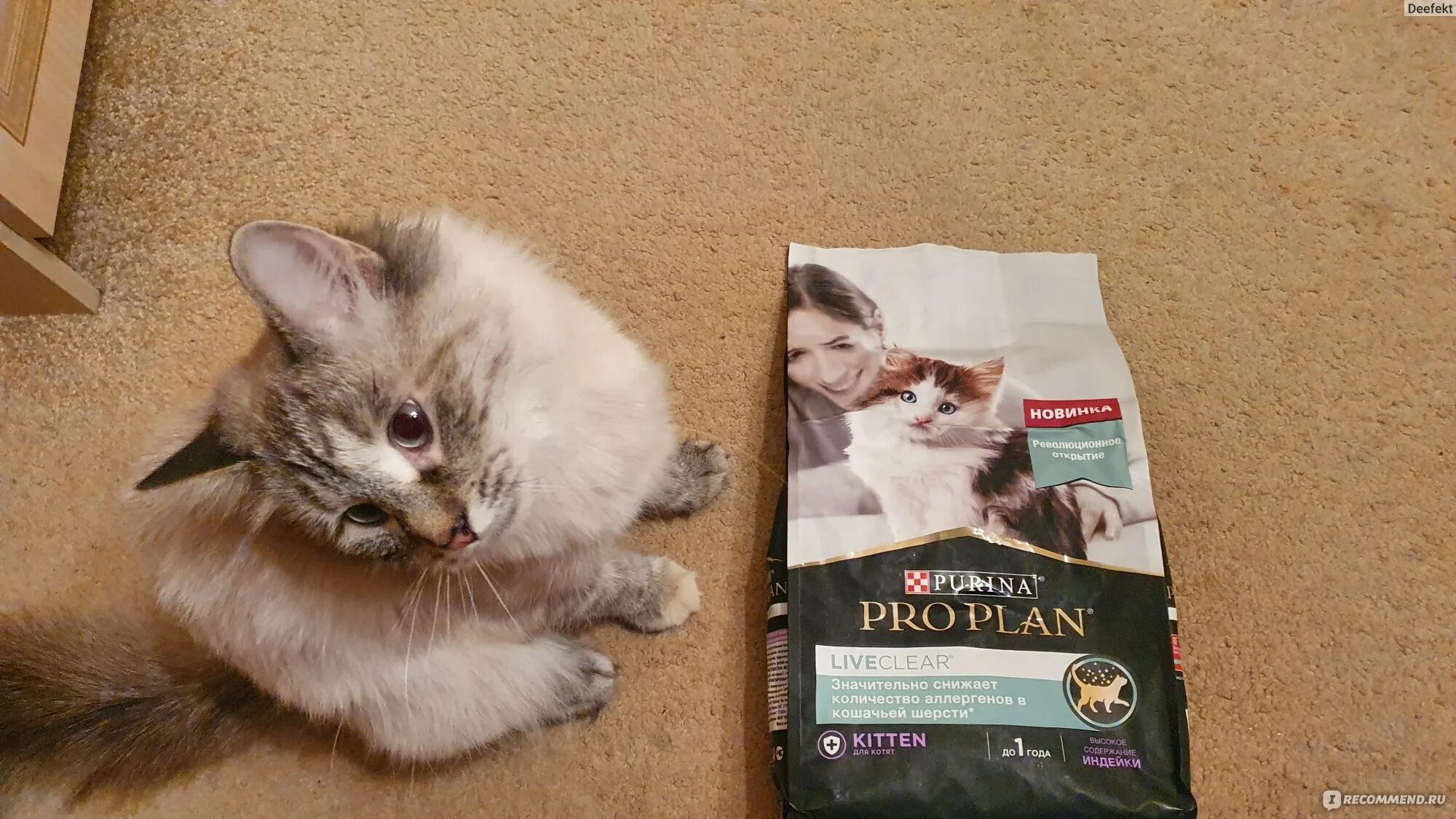 Purina Live Clear. Pro Plan Live Clear. Пурина Проплан Live Clear для кошек. Pro Plan liveclear Kitten для снижения количество аллергенов в шерсти. Корм pro plan live clear