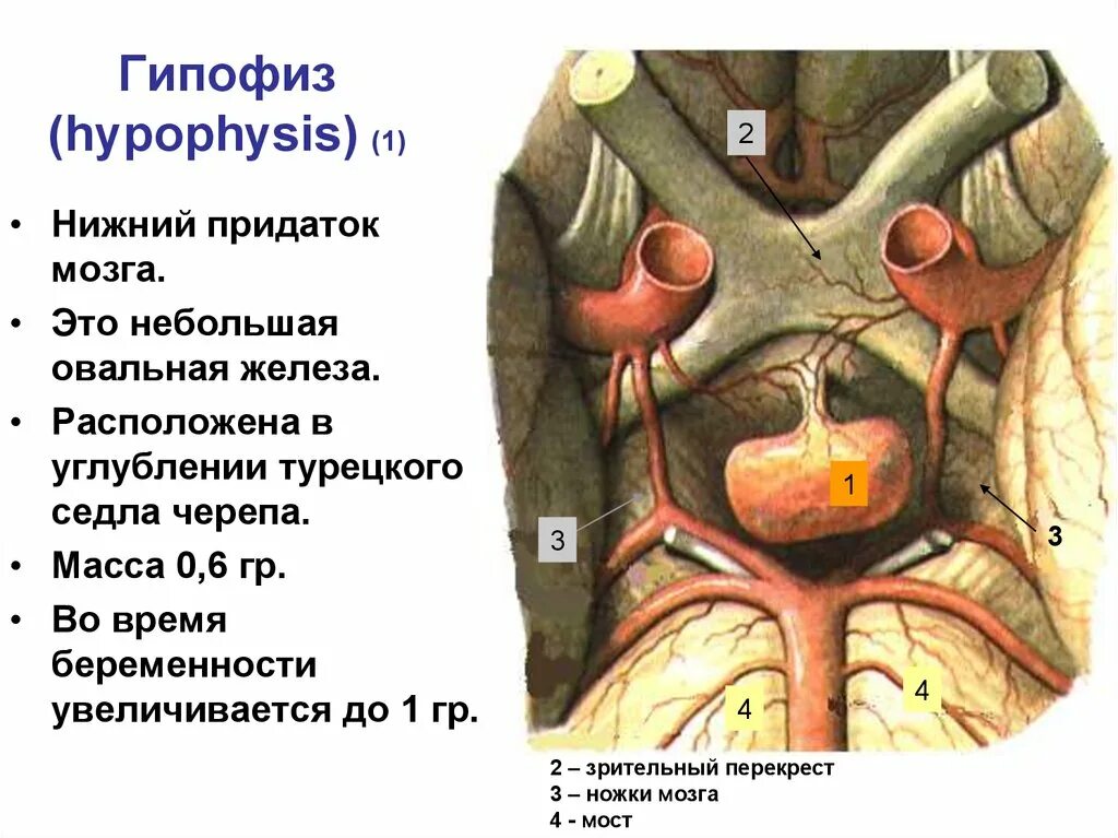 Топография железы гипофиза. Гипофиз топографическая анатомия. Расположение гипофиза у человека. Гипофиз топография строение.