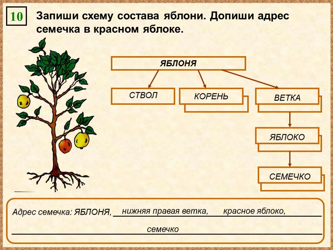 Используя слова для справок составь. Схема состава дерева. Схема питания яблони. Схема состава Информатика. Корни яблони схема.