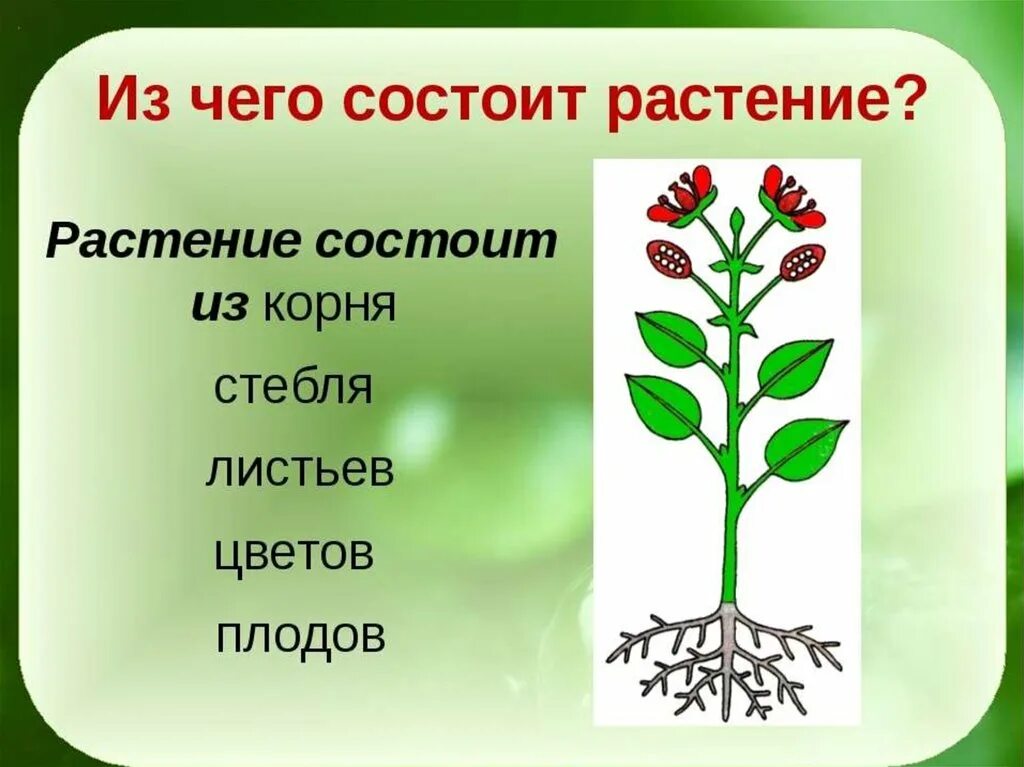 1 шт 3 растительное. Части растения. Растение состоит. Строение растения. Из каких частей состоит растение.