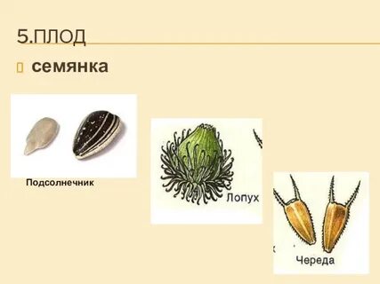 Плод семянка какое семейство
