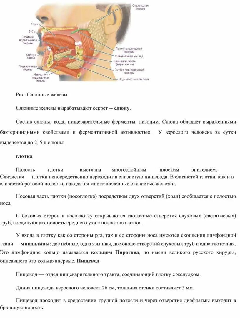 Какую слюну вырабатывают. Состав секрета слюнных желез. Слюнные железы строение расположение функции. Какие железы вырабатывают слюну.