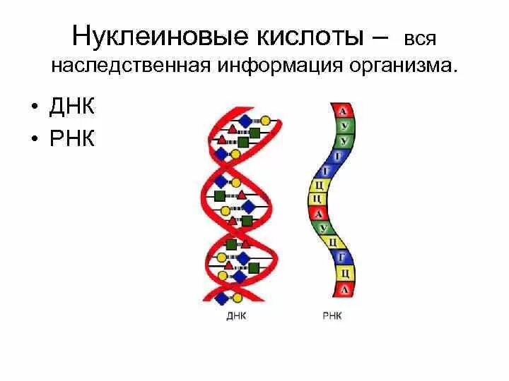 Строение нуклеиновых кислот ДНК И РНК. Структура нуклеиновых кислот РНК. Типы нуклеиновых кислот ДНК И РНК. Строение нуклеиновых кислот ДНК.