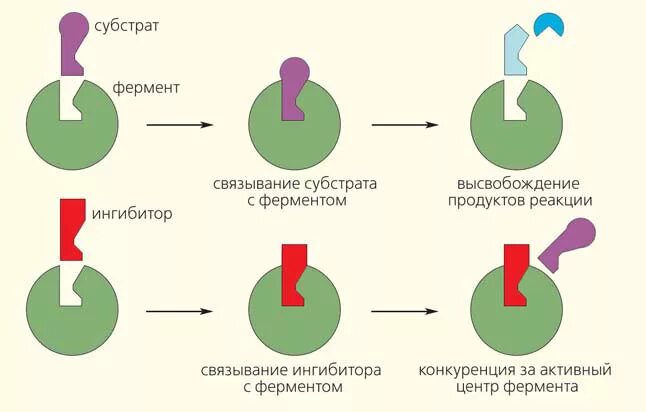 Фермент вилка. Схема ингибирования фермента. Фермент-субстратный комплекс это в биохимии. Типы ингибирования ферментов схема. Схема конкурентного ингибирования.