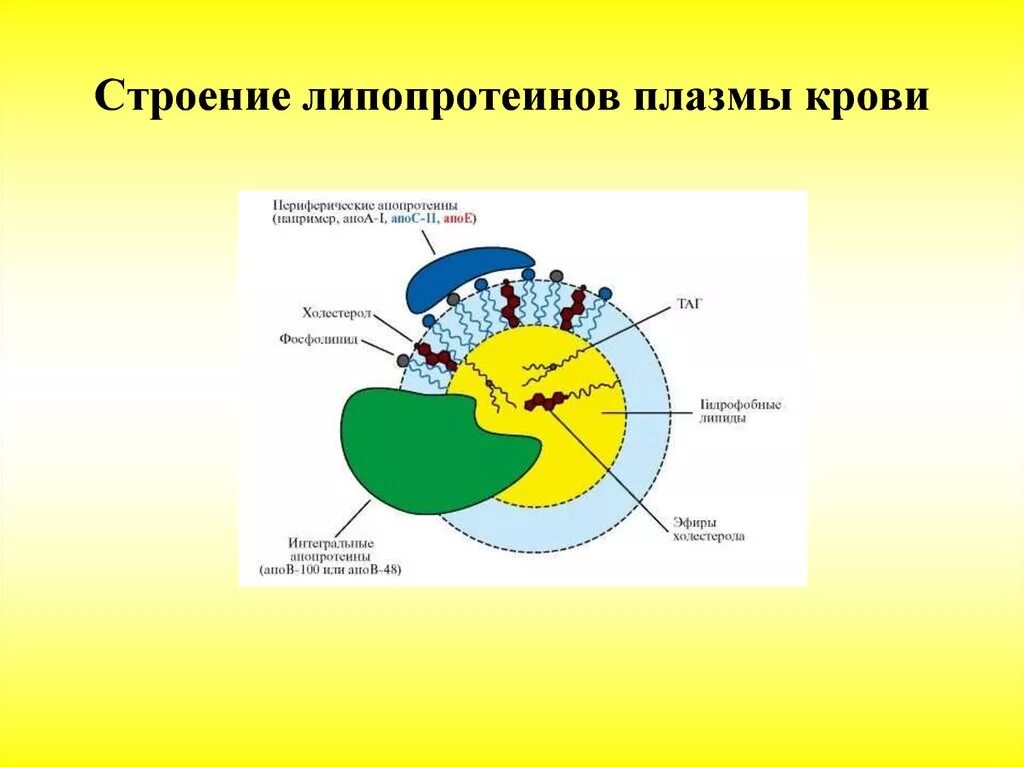 Строение и функции плазмы. Схема строения липопротеина плазмы крови. схема строения липопротеина плазмы крови биохимия. общая схема строения липопротеинов плазмы крови. строение липопротеинов плазмы крови.