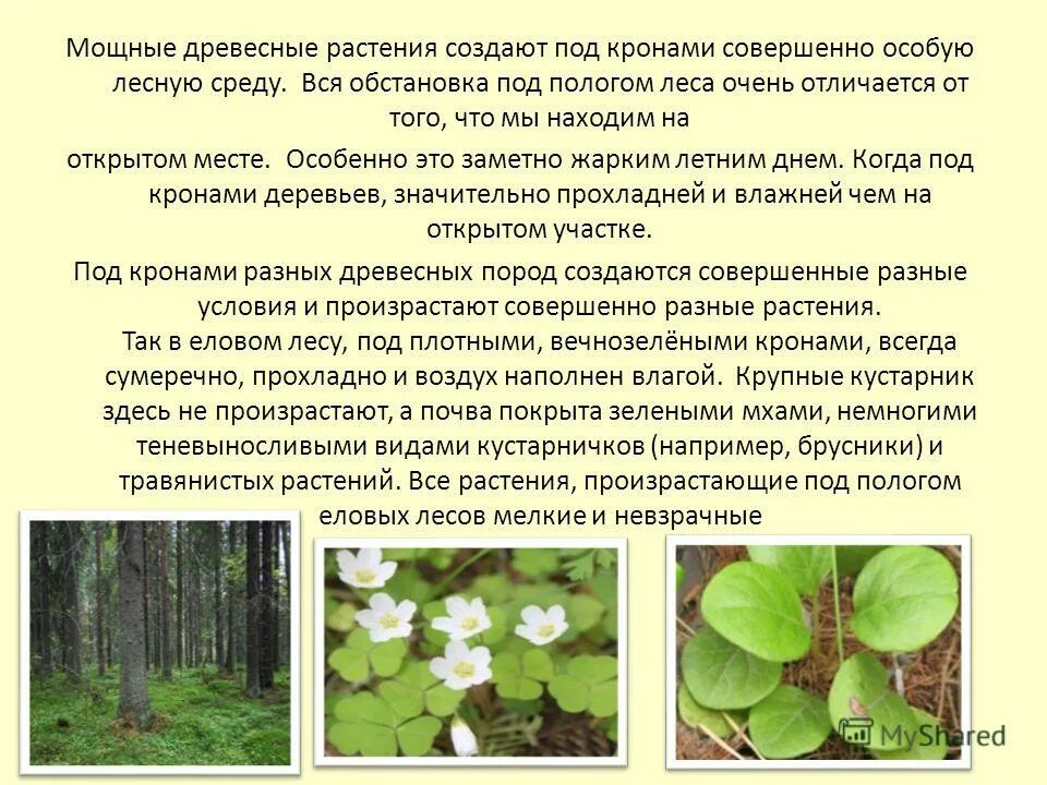 растения под пологом леса. вид взаимоотношений аменсализм. растение на л. подрост дуба. растения под пологом леса.