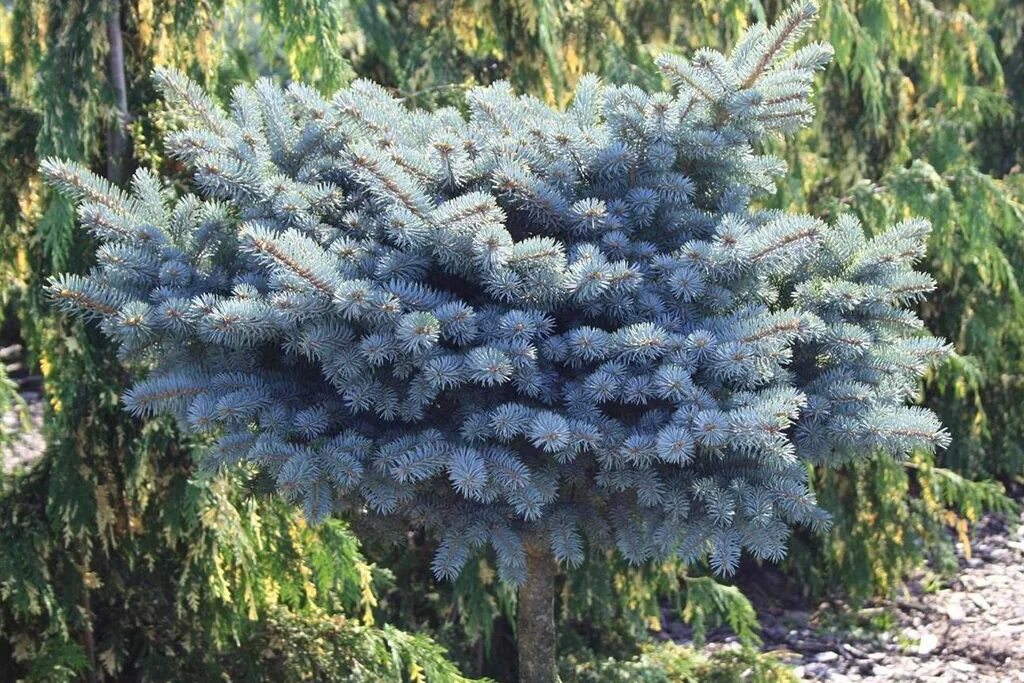 Глаука глобоза купить. Ель колючая glauca globosa. Ель колючая Picea pungens glauca. Ель колючая (Picea pungens glauca globosa). Ель колючая голубая Глаука Глобоза.