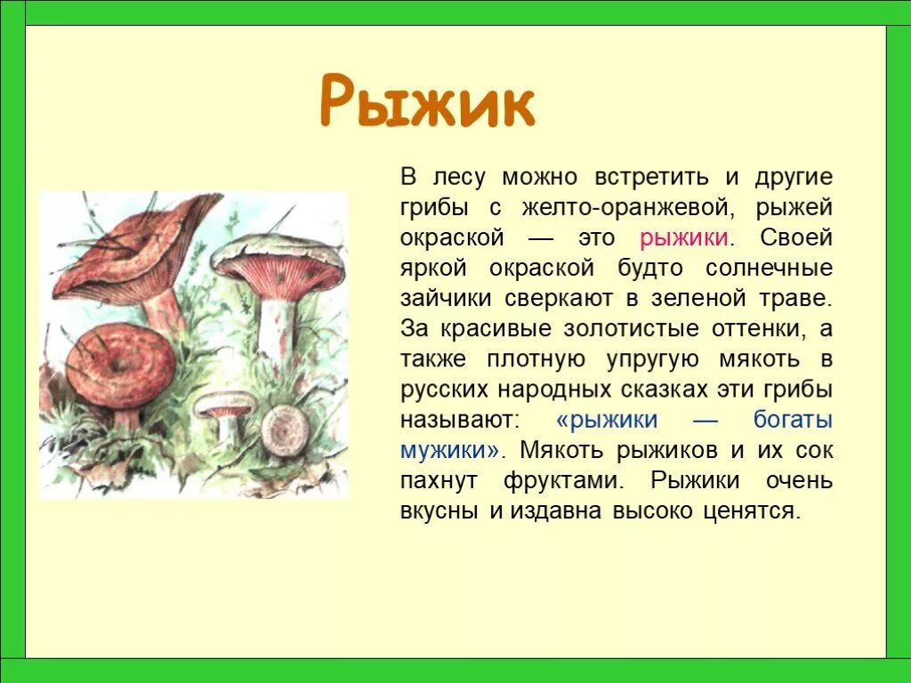 Гриб Рыжик доклад 2 класс. Гриб доклад 2 класс окружающий мир Рыжик. Описание гриба Рыжик 2 класс. Сообщение о грибе Рыжике 3 класс. Три рыжика