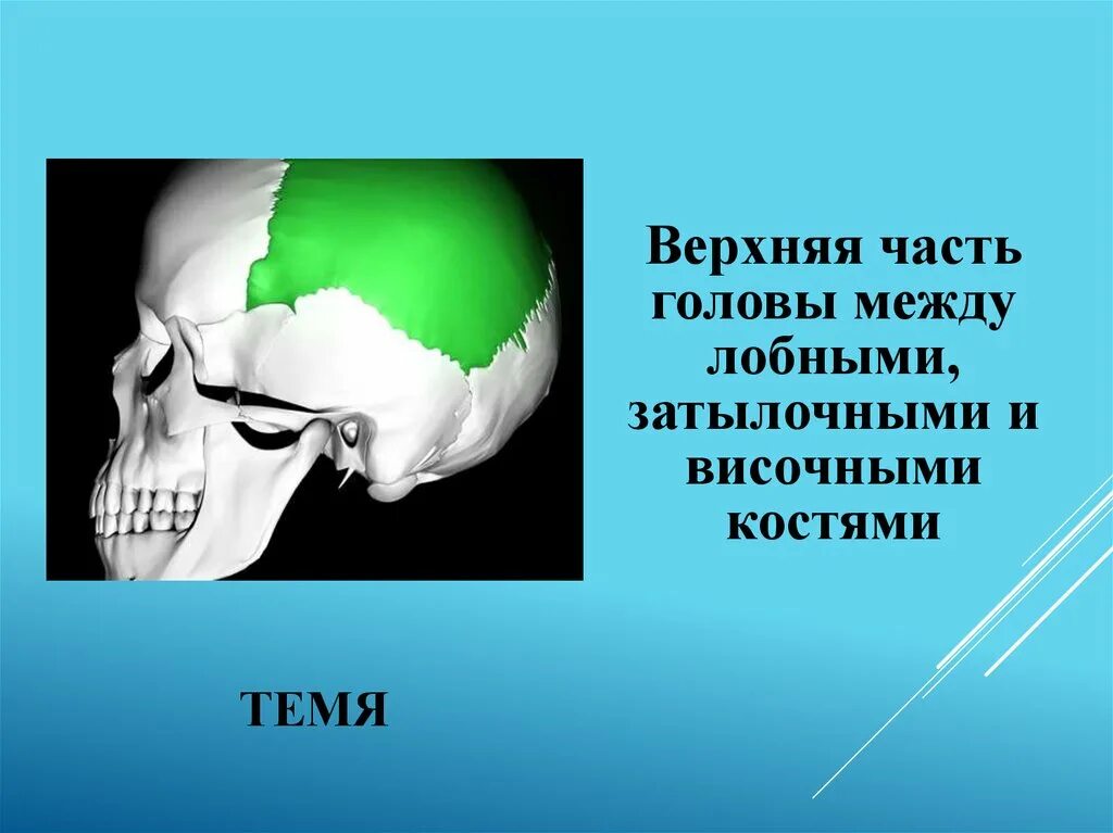 Темя. Верхняя часть головы между лобными затылочными височными костями. Темя у человека. Затылок темя. Племя путь темя