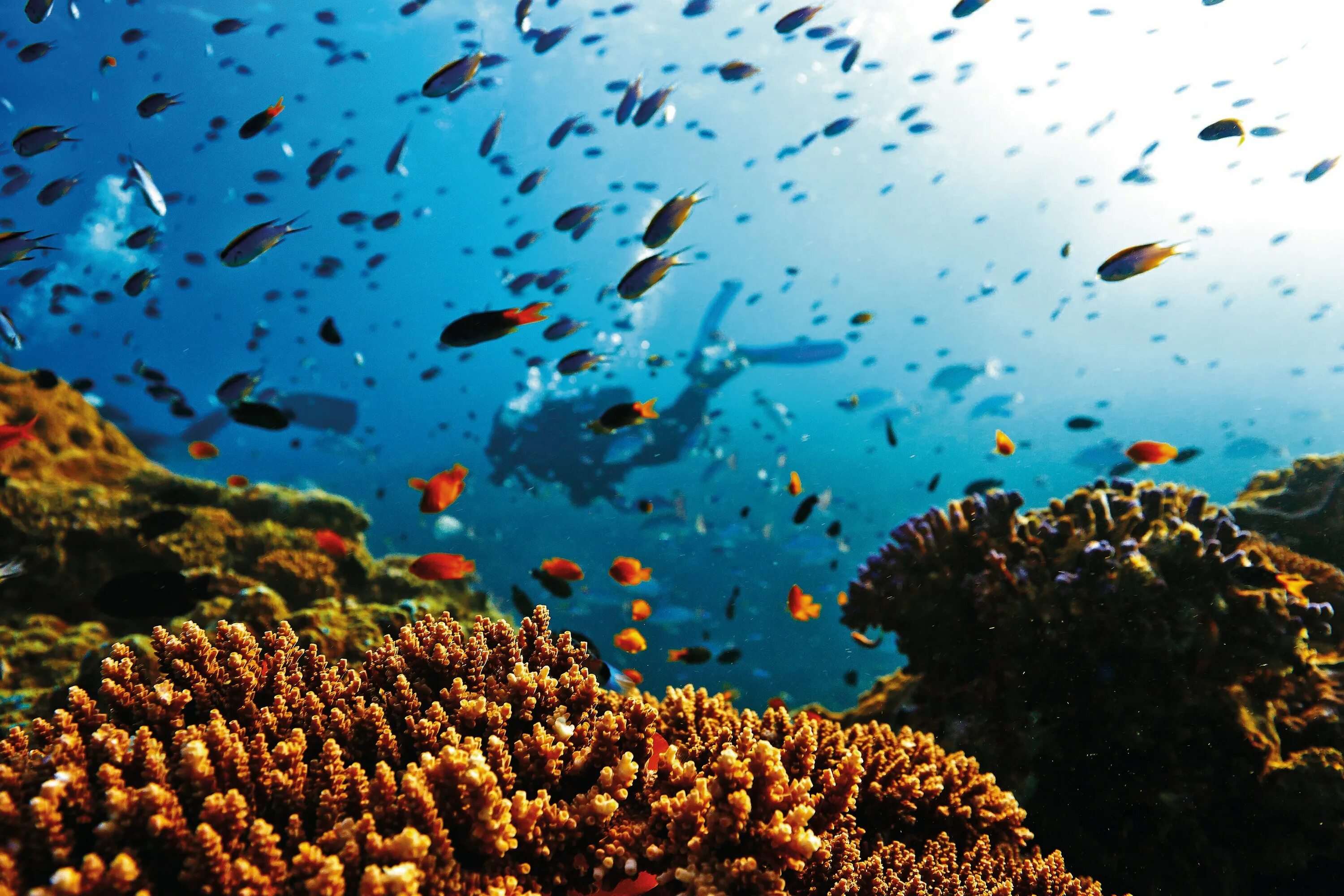 Reef tourism. Большой Барьерный риф Австралия. Коралловый риф в Австралии. Австралия Барьерный риф вид сверху. Биогеоценоз большой Барьерный риф.