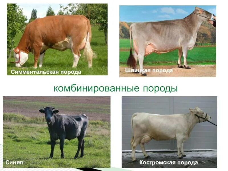 Породы коров фото характеристики отзывы. Российские породы коров. породы коров с фотографиями. породы крс молочного направления. породы домашних коров.