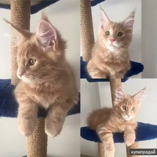 Как отличить мейн куна