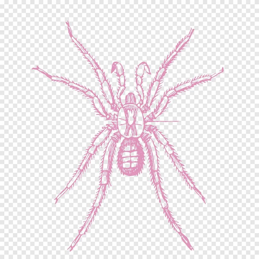 Паутина человека паука без паука. Розовый паук. Розовый паучок. Паук на белом фоне. Паук симметрия.