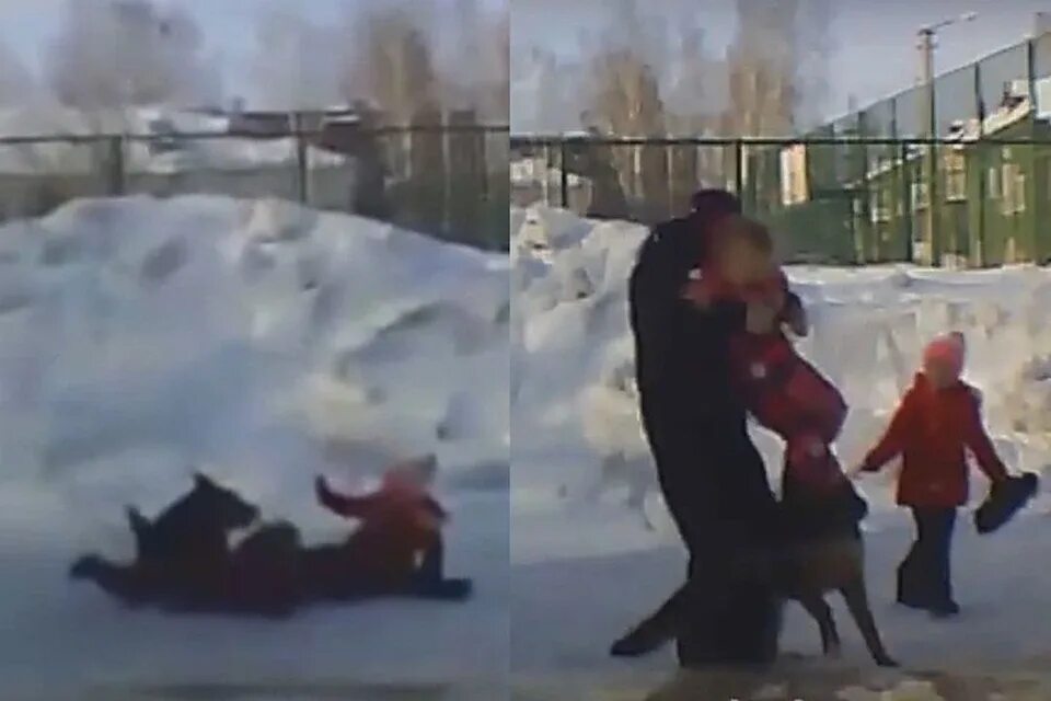 Собака напала на ребенка в Новосибирске.