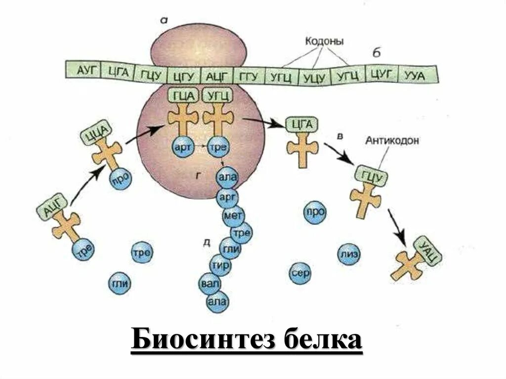 Биосинтез дыхания. Схема синтеза белка в рибосоме трансляция. Схема синтеза белка в рибосоме. Синтез белка на рибосомах. Схема биосинтеза белка на рибосоме.