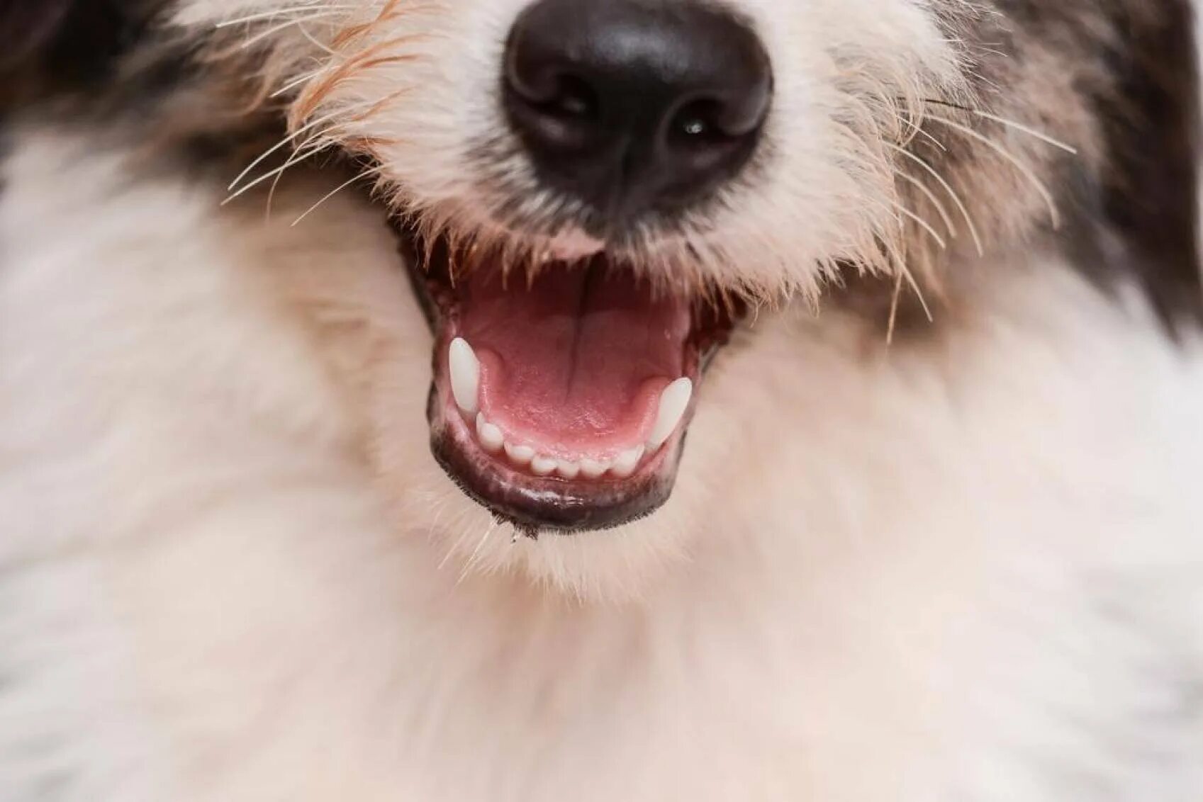 Собака улыбается с зубами. Собаки зубова купить