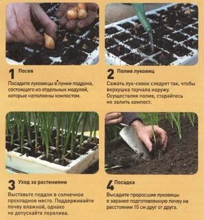 Расстояние между луком севком